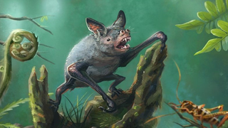Discovery of Extinct Burrowing Bat Tells Mysterious Story About New Zealand